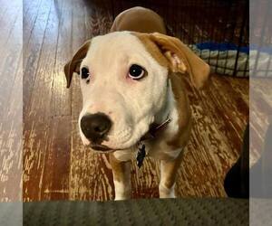 American Bulldog-Unknown Mix Dogs for adoption in New Oxford , PA, USA