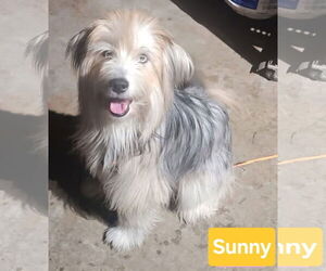 Mutt Dogs for adoption in Alexander, AR, USA