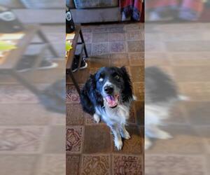 Border Collie Dogs for adoption in Fort Collins, CO, USA
