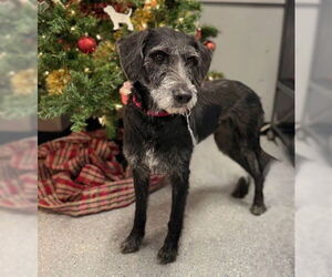 Poodle (Standard)-Unknown Mix Dogs for adoption in Warrenton, VA, USA