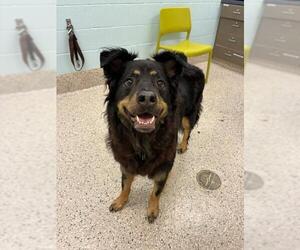 Australian Shepherd Dogs for adoption in Brighton, CO, USA
