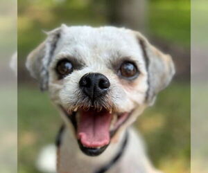 Zuchon Dogs for adoption in Arlington, VA, USA