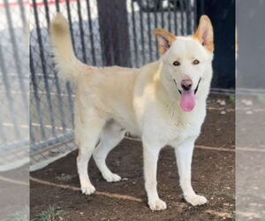 German Shepherd Dog Dogs for adoption in Riverside, CA, USA