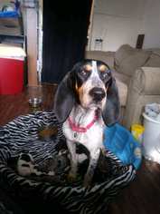 Medium Photo #1 Bluetick Coonhound Puppy For Sale in Hanover, PA, USA