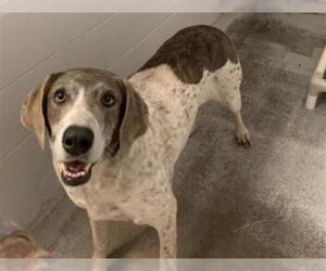 German Shorthaired Pointer Dogs for adoption in Rosenberg, TX, USA