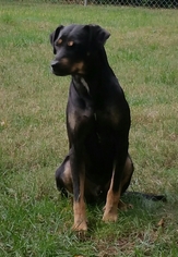 German Pinscher Dogs for adoption in Winston Salem, NC, USA