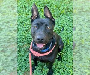 American Pit Bull Terrier-Labrador Retriever Mix Dogs for adoption in Sacramento, CA, USA