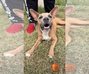 Basenji-Staffordshire Bull Terrier Mix Dogs for adoption in Amarillo, TX, USA