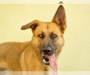 German Shepherd Dog Dogs for adoption in Tavares, FL, USA