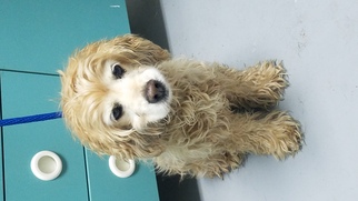 Cocker Spaniel Dogs for adoption in Troy, IL, USA