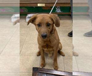 Labrador Retriever Dogs for adoption in Calverton, NY, USA