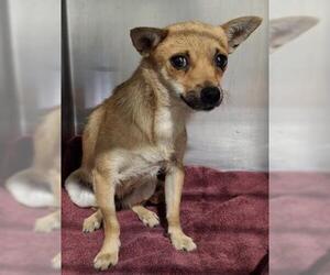 Chihuahua Dogs for adoption in Bakersfield, CA, USA