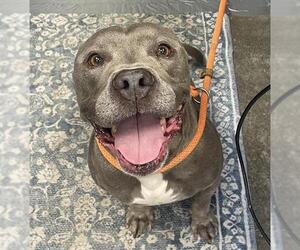 American Pit Bull Terrier Dogs for adoption in Camarillo, CA, USA