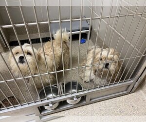 Shih Tzu Dogs for adoption in Virginia Beach, VA, USA