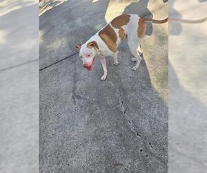 American Pit Bull Terrier Dogs for adoption in Houston, TX, USA