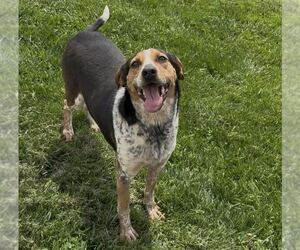 Coonhound-Unknown Mix Dogs for adoption in Sistersville, WV, USA