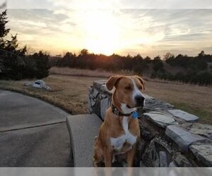 Boxador Dogs for adoption in Fort Scott, KS, USA
