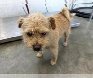 Mutt Dogs for adoption in Corona, CA, USA