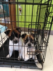 Pembroke Welsh Corgi Dogs for adoption in Ponca City, OK, USA