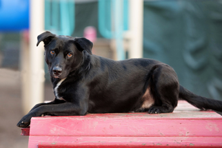 Borador Dogs for adoption in Armonk, NY, USA