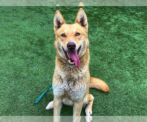 German Shepherd Dog-Siberian Husky Mix Dogs for adoption in Orange, CA, USA