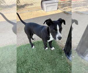 Staffordshire Bull Terrier-Unknown Mix Dogs for adoption in HESPERIA, CA, USA