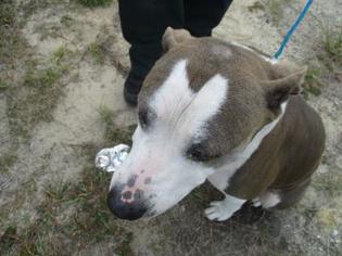 American Pit Bull Terrier-Unknown Mix Dogs for adoption in Inverness, FL, USA