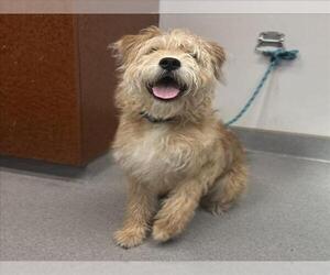 Glen of Imaal Terrier-Unknown Mix Dogs for adoption in Rancho Cucamonga, CA, USA