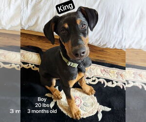 Miniature Pinscher-Unknown Mix Dogs for adoption in West Hollywood, CA, USA