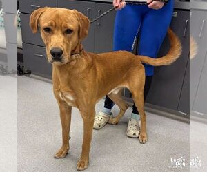 Golden Retriever-Unknown Mix Dogs for adoption in Washington, DC, USA