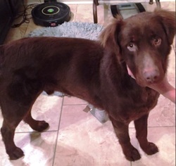 Chesapeake Bay Retriever-Rottweiler Mix Dogs for adoption in Vancouver, WA, USA