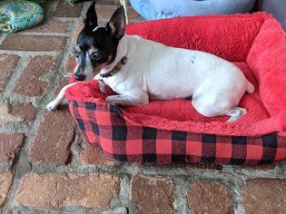 Rat Terrier Dogs for adoption in Fort Lauderdale, FL, USA