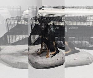 Doberman Pinscher Dogs for adoption in Studio City, CA, USA