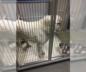 Great Pyrenees Dogs for adoption in Bakersfield, CA, USA