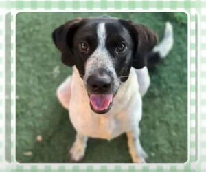 Lab-Pointer Dogs for adoption in St. Louis Park, MN, USA