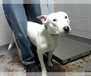 Bull Terrier Dogs for adoption in Atlanta, GA, USA