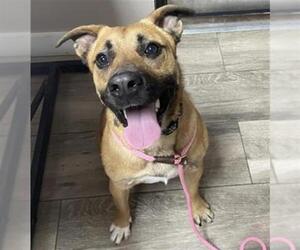 German Shepherd Dog-Unknown Mix Dogs for adoption in Redlands, CA, USA