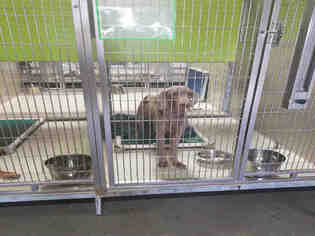 Weimaraner Dogs for adoption in Bakersfield, CA, USA
