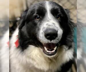 Border Collie-Great Pyrenees Mix Dogs for adoption in Crossville, TN, USA