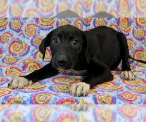 Lab-Pointer Dogs for adoption in Morton Grove, IL, USA