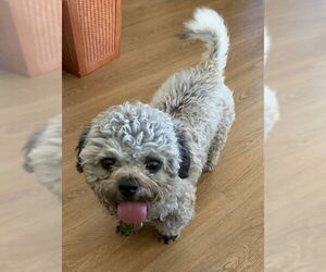 Mutt Dogs for adoption in Penngrove, CA, USA