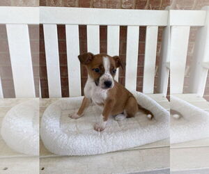 Mutt Dogs for adoption in Euless, TX, USA
