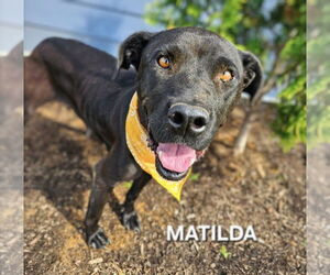 Labrador Retriever-Unknown Mix Dogs for adoption in Maryville, TN, USA