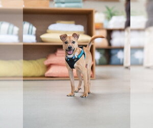 Chihuahua Dogs for adoption in Marina Del Rey, CA, USA