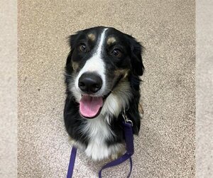 Bordernese Dogs for adoption in Fruit Heights, UT, USA