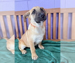 Mastador Dogs for adoption in Genesee, WI, USA