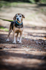 Small Beagle