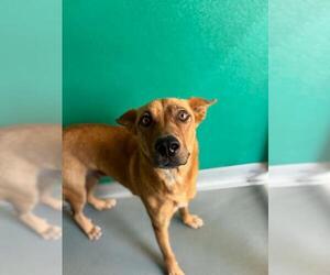 German Shepherd Dog-Unknown Mix Dogs for adoption in Visalia, CA, USA