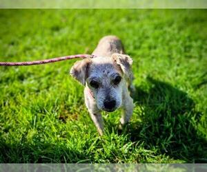 Poodle (Miniature)-Unknown Mix Dogs for adoption in Camarillo, CA, USA
