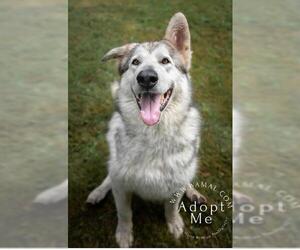 Alaskan Malamute Dogs for adoption in Bellevue, WA, USA